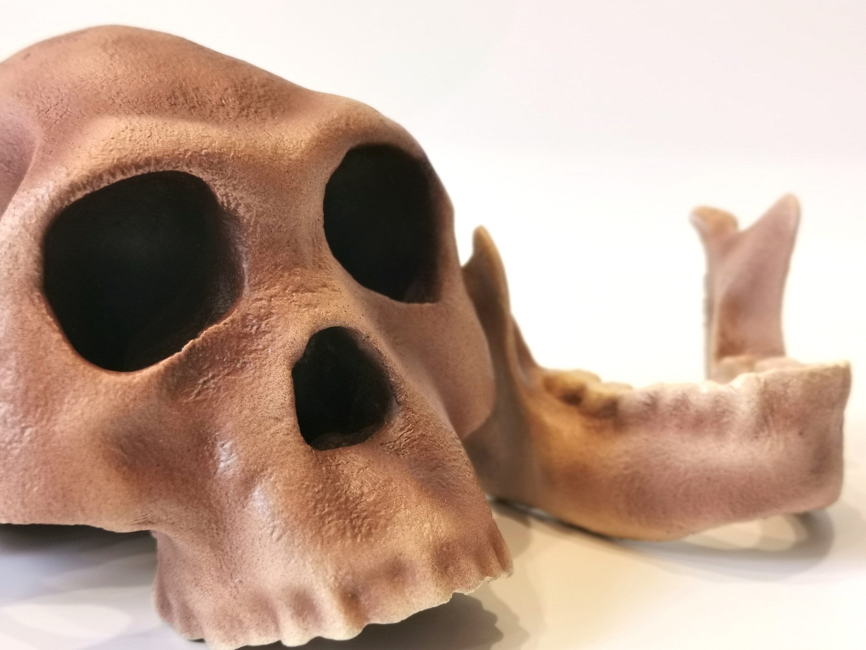 ホモ・ハビリスの頭蓋骨レプリカ、先史時代の化石コレクション、リアル