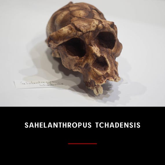 サヘラントロプス・チャデンシスの頭蓋骨レプリカ、先史時代の化石