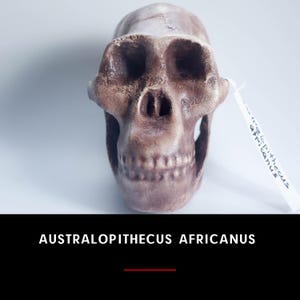 Australopithecus africanus Skull Replica, Prehistoric Fossil Collection, Realistic Hominid Skull, Museum Quality