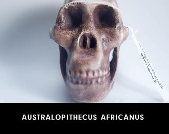 アウストラロピテクス・アフリカヌス。「ミセス・プレス」の頭蓋骨