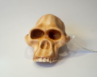 アウストラロピテクス・アフリカヌスの頭蓋骨レプリカ、先史時代の化石