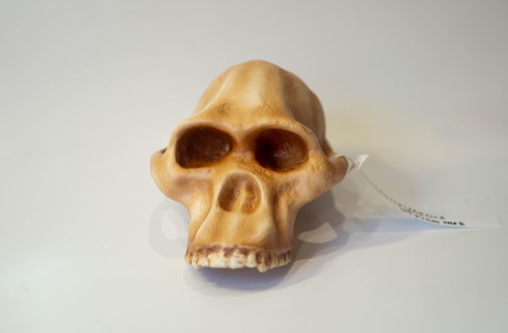 アウストラロピテクス・アフリカヌスの頭蓋骨レプリカ、先史時代の化石
