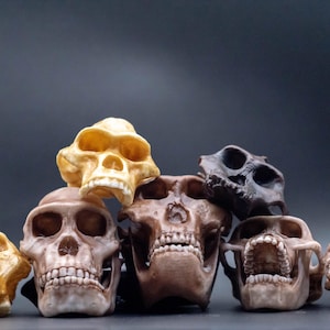 May include: A collection of human skull replicas in various shades of tan, brown, and black. The skulls are arranged in a pile, showcasing different sizes and details, with visible teeth and bone structures. The background is a dark gray.