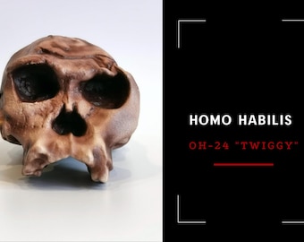 Homo Habilis OH 24 Twiggy Skull Replica, Prehistoric Fossil Collection, Realistic Hominid Skull, Museum Quality