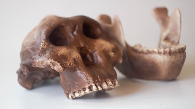 Australopithecus Boisei Skull Replica, Full-size 3d Printed Hominid ...
