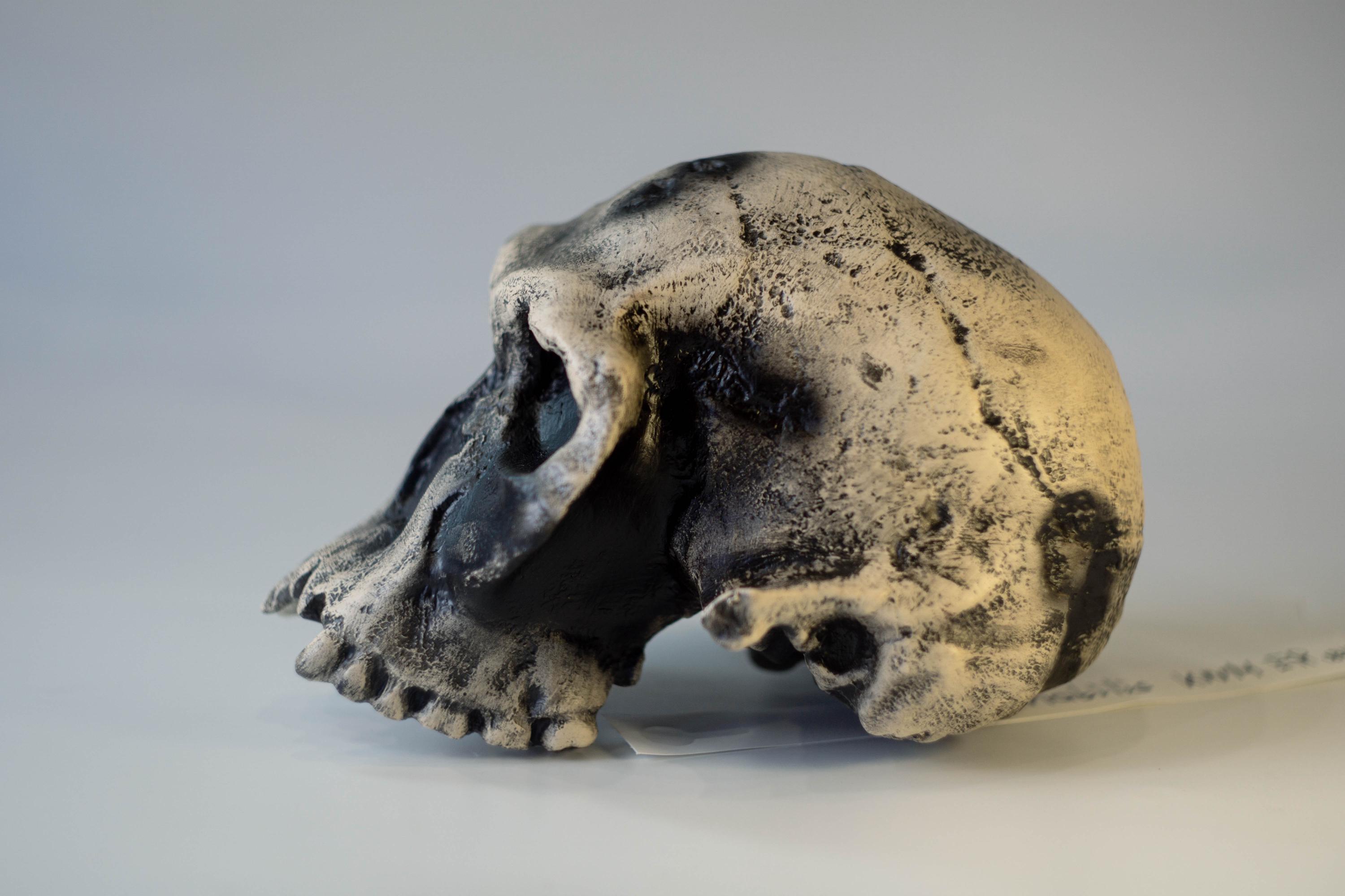 ホモ ハビリスの頭蓋骨 (KNM-ER 1813) の頭蓋骨レプリカ - Etsy 日本