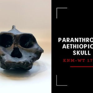 Paranthropus Aethiopicus Skull Replica, Prehistoric Fossil Collection, Realistic Hominid Skull, Museum Quality