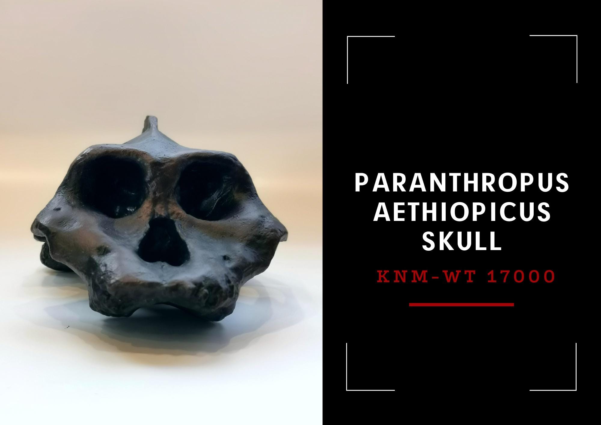 Cornelius Skelton ape 未開封 Paranthropus Aethiopicus Skull Replica, Prehistoric Fossil