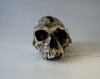 ホモハビリス頭骨模型 3Dプリントされたホモ・ハビリスの頭蓋骨