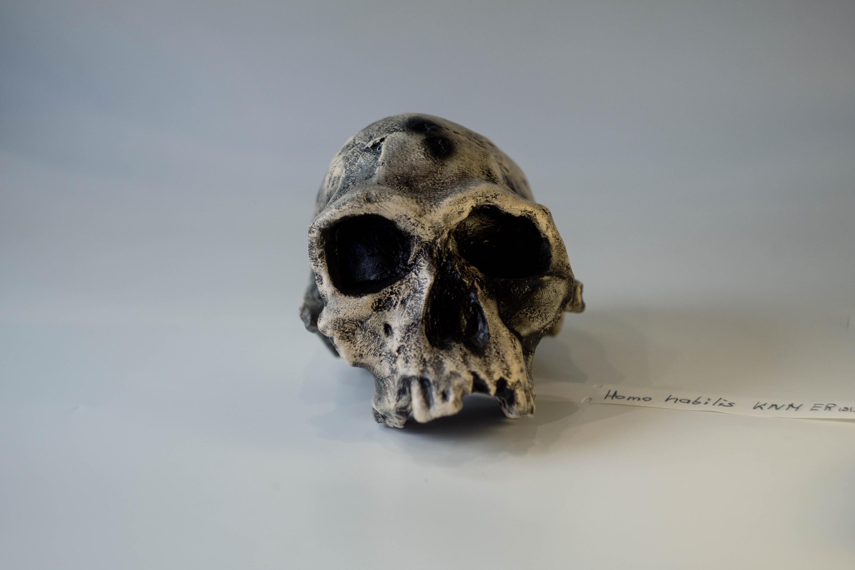 ホモ ハビリスの頭蓋骨 (KNM-ER 1813) の頭蓋骨レプリカ - Etsy 日本