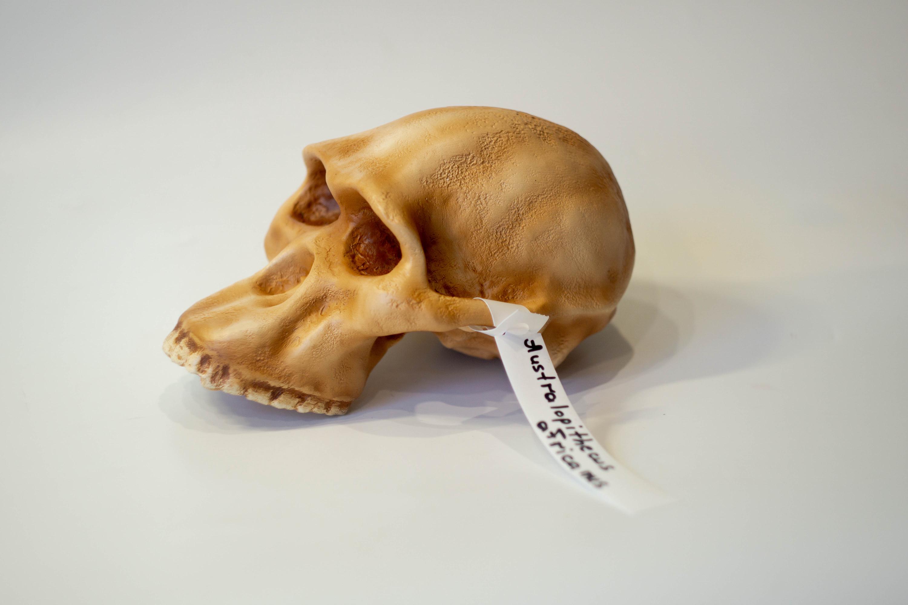 アウストラロピテクス・アフリカヌスの頭蓋骨レプリカ、先史時代の化石