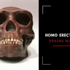 Homo Erectus Pekinensis Skull Replica, Prehistoric Fossil Collection, Realistic Hominid Skull, Museum Quality