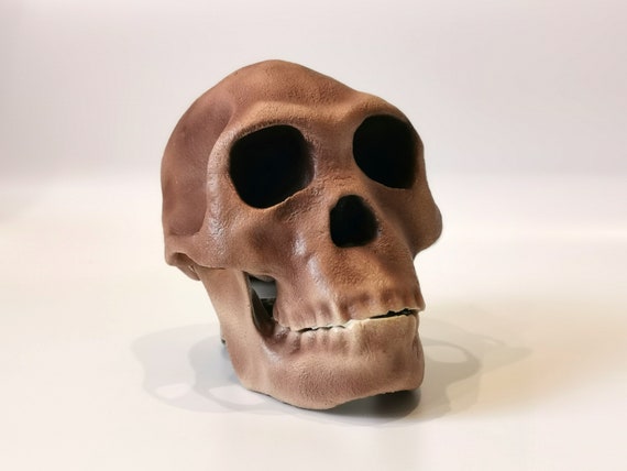 ホモハビリス頭骨模型 ホモ・ハビリスの頭蓋骨レプリカ、先史時代の化石コレクション、リアル