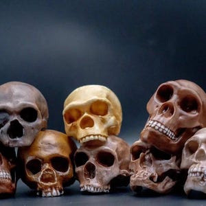 May include: A collection of detailed skull models in various shades of brown and beige, arranged against a dark background. The skulls vary in size and color, with visible teeth and eye sockets, creating a macabre yet artistic display.
