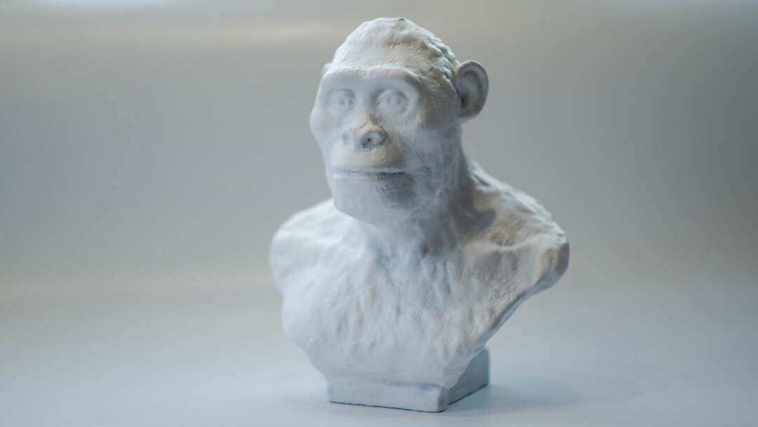 Australopithecus Africanus Resin Bust Statue, Museum Quality ...