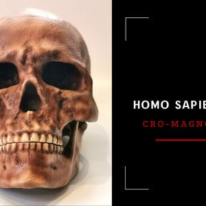 Homo Sapiens Cro-Magnon Skull Replica, Prehistoric Fossil Collection, Realistic Hominid Skull, Museum Quality