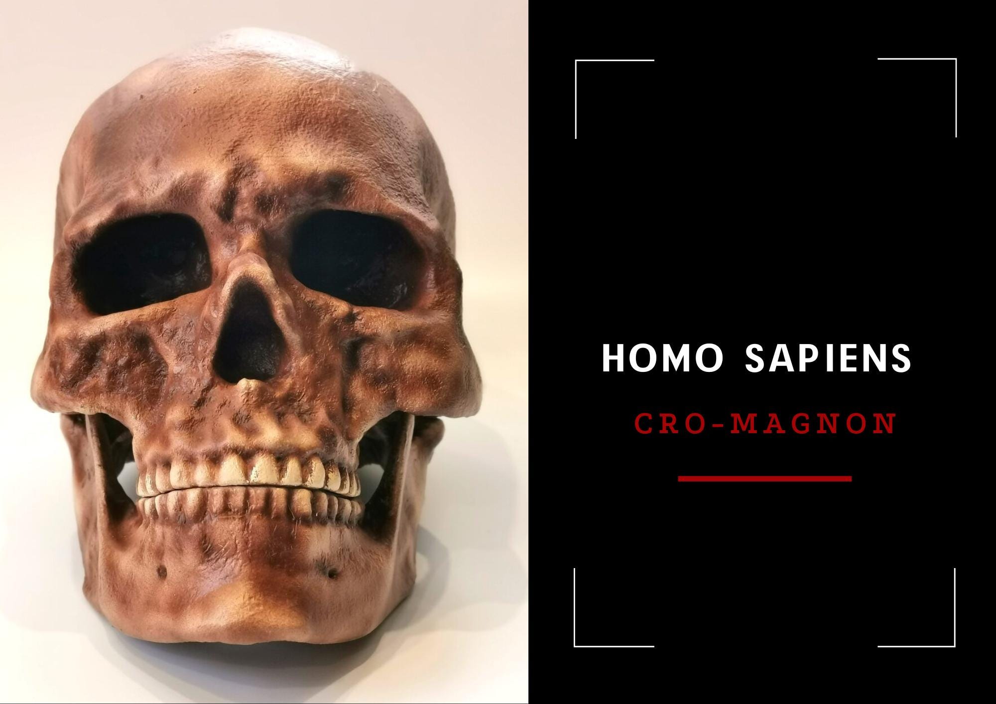 Homo Sapiens Cro-magnon Skull Replica, Prehistoric Fossil