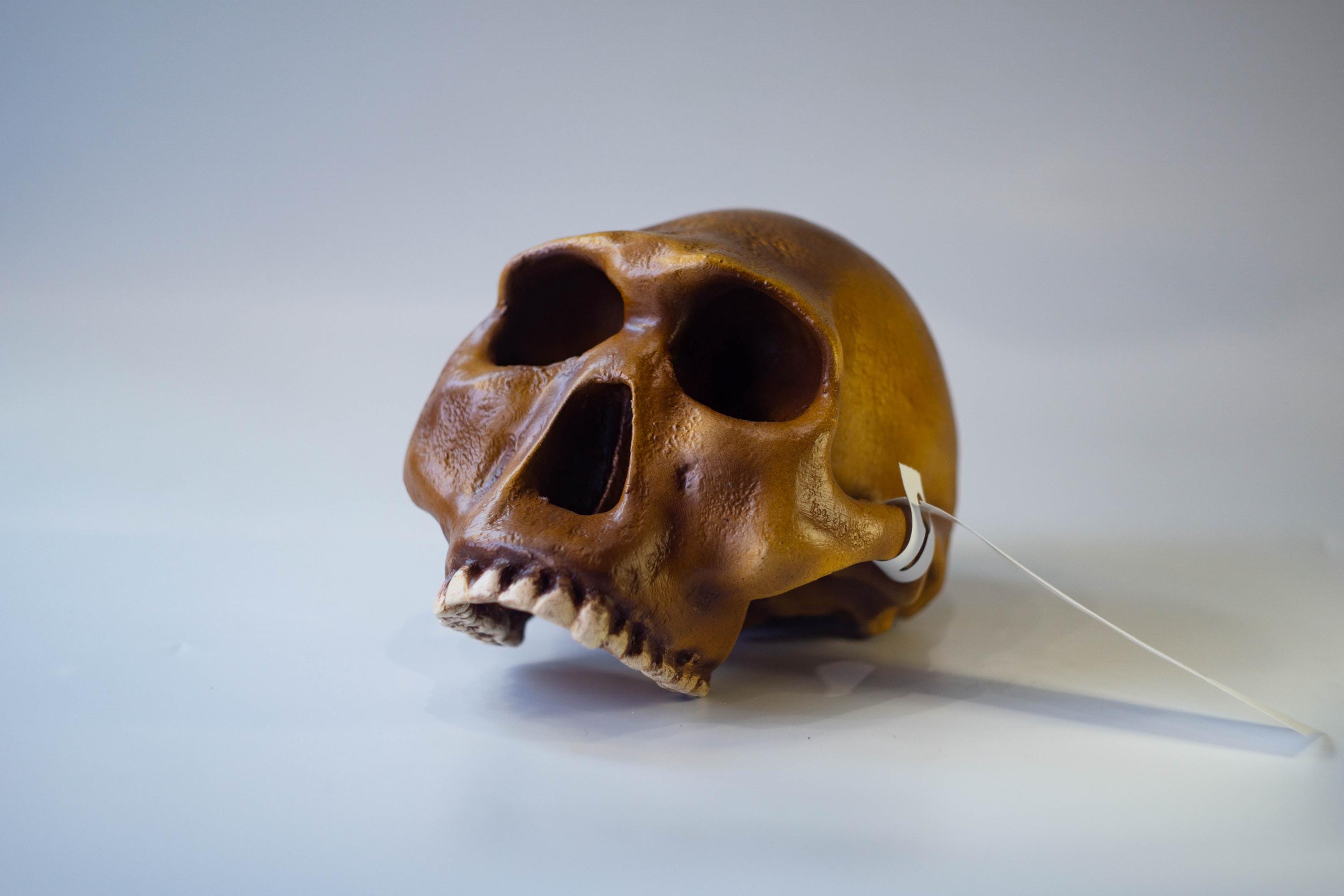 ホモ・ハビリスの頭蓋骨レプリカ、先史時代の化石コレクション、リアル