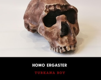 Homo Ergaster Skull Replica Turkana Boy, Prehistoric Fossil Collection, Realistic Hominid Skull, Museum Quality