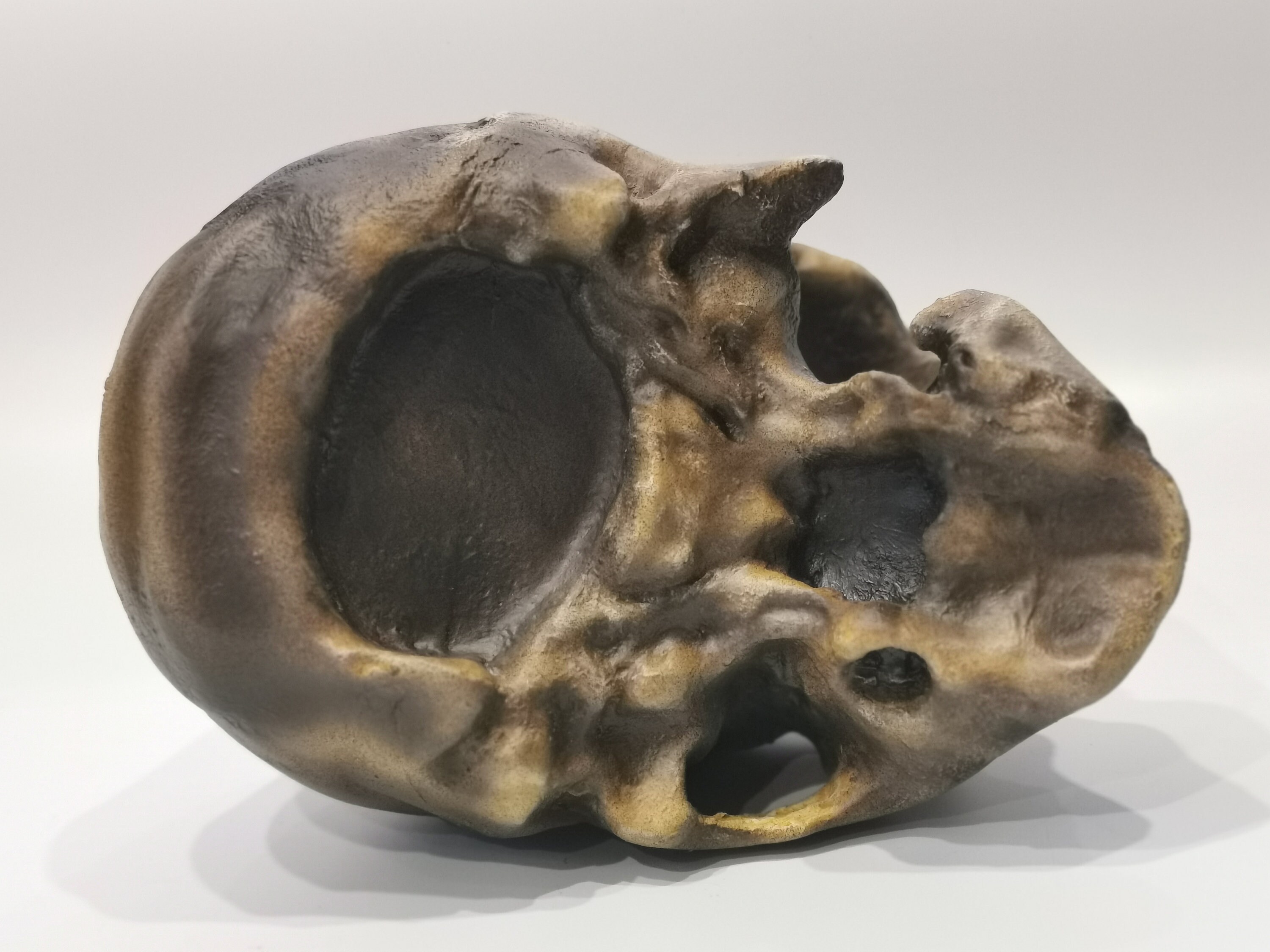 モンテ・チルチェオ1号発掘のホモ・ネアンデルタール人の頭蓋骨