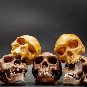 Set „Archanthropinen und Paläoanthropinen“ aus kleinen, 8 cm großen Hominidenschädeln, 3D-gedruckte Sammlung zur menschlichen Evolution, Museumsqualität