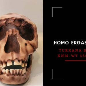Homo Ergaster Skull Replica Turkana Boy, Prehistoric Fossil Collection, Realistic Hominid Skull, Museum Quality