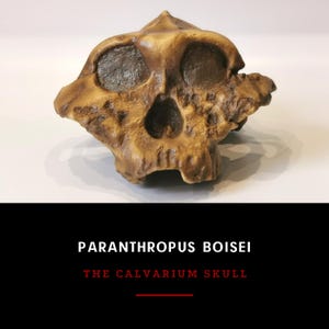 Paranthropus Boisei Skull Replica, Australopithecus Skull Replica, Prehistoric Fossil Collection, Realistic Hominid Skull, Museum Quality