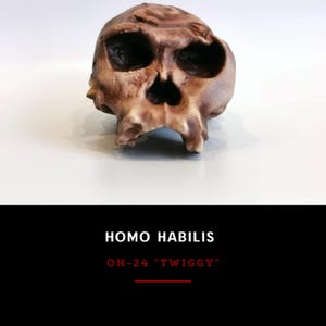 Réplica del cráneo de Homo Habilis OH 24, modelo fósil a escala 1:1, de calidad museística para educación y colección.