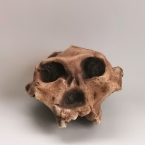 Paranthropus Robustus Swartkrans Skull Replica, Prehistoric Fossil Collection, Realistic Hominid Skull, Museum Quality