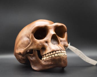 Homo Erectus Pekinensis Skull Replica, Prehistoric Fossil Collection, Realistic Hominid Skull, Museum Quality