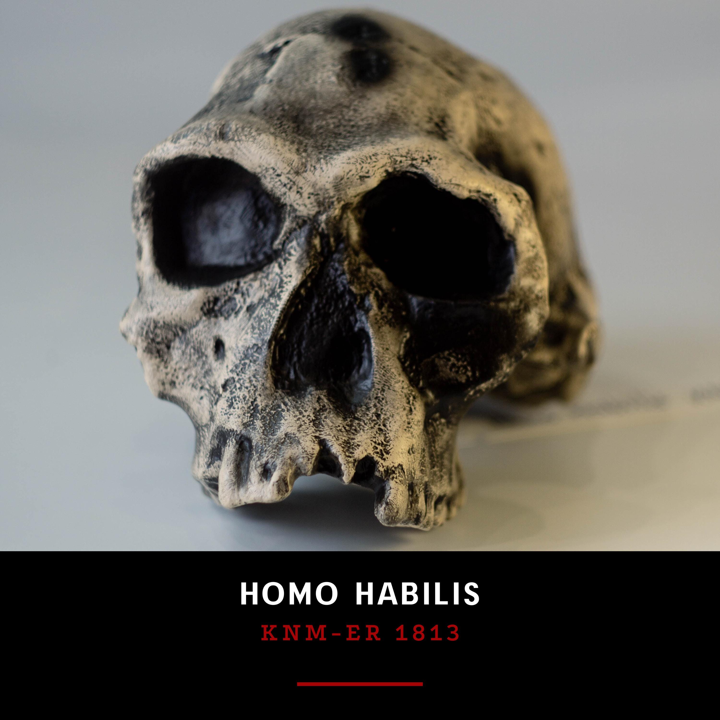 ホモ ハビリスの頭蓋骨 (KNM-ER 1813) の頭蓋骨レプリカ - Etsy 日本