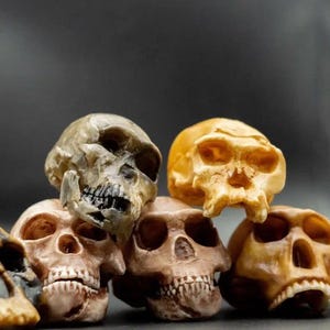 Könnte beinhalten: Eine Sammlung von menschlichen Schädelrepliken in verschiedenen Braun- und Beigetönen. Die Schädel sind gestapelt und angeordnet, mit sichtbaren Details der Augenhöhlen, Nasenhöhlen und Zähne. Der Hintergrund ist dunkelgrau.