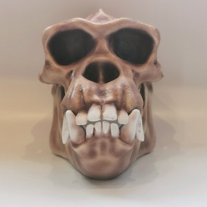 Crânio de chimpanzé, crânio de macaco, réplica de crânio, modelo de primata de antropologia de qualidade de museu