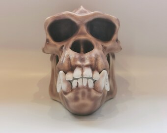 Schimpansenschädel, Affenschädel, Schädelreplik, Anthropologie-Primatenmodell in Museumsqualität