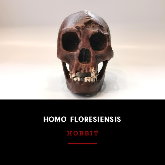 ホモ・フローレシエンシスの頭蓋骨レプリカ（ホビット）、先史時代の