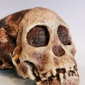 Taung Child Australopithecus Africanus Skull Replica, Prehistoric Fossil Collection, Realistic Hominid Skull, Museum Quality