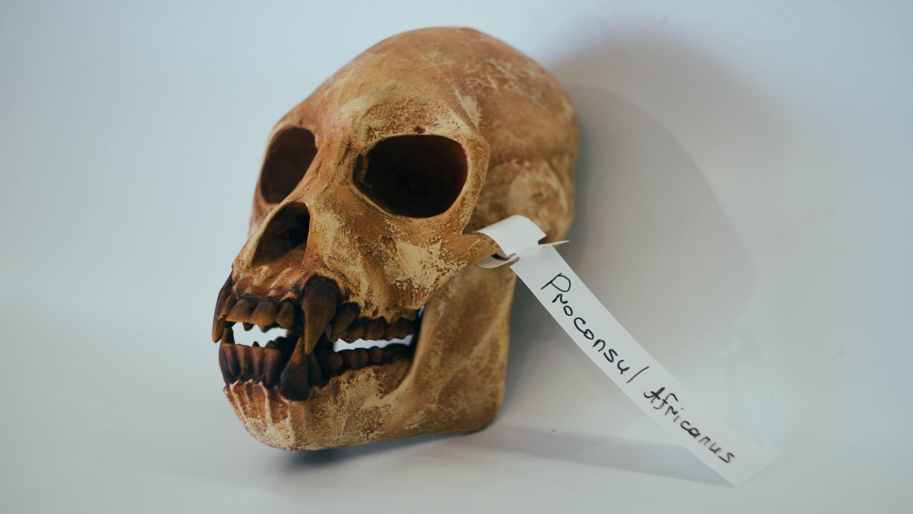 Replica of Proconsul Africanus Skull, Full-size 3d Printed Hominid
