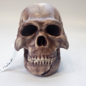 Homo Naledi Skull Replica Reconstruction, Prehistoric Fossil Collection, Realistic Hominid Skull, Museum Quality