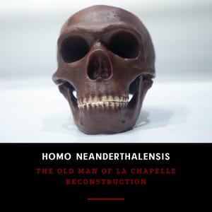 Rekonstruktion eines Neandertaler-Schädels aus La Chapelle-aux-Saints, „Der alte Mann von La Chapelle“, Fossiliensammlung, lebensgroßes Modell (Maßstab 1:1)
