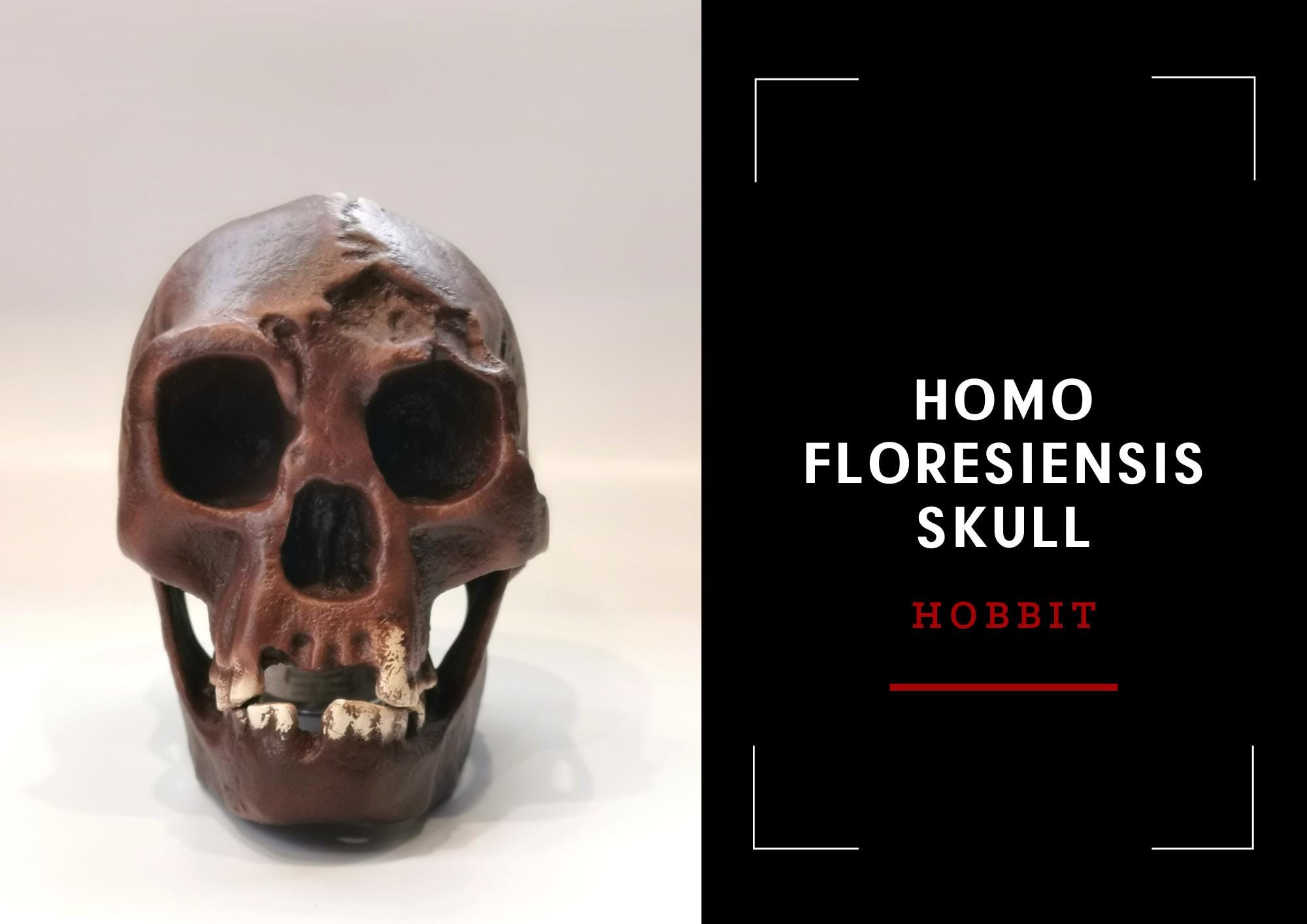 ホモ・フローレシエンシスの頭蓋骨レプリカ（ホビット）、先史時代の