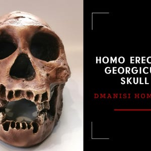 Homo Erectus Georgicus Skull Replica, Prehistoric Fossil Collection, Realistic Hominid Skull