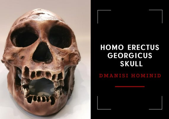 ホモ·ハイデルベルゲンシス頭骨模型 ホモ·ハイデルベルゲンシス頭骨模型 30万年前の頭蓋骨が語る、人類の