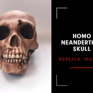 Homo Neanderthal Skull Replica, Prehistoric Fossil Collection, Realistic Hominid Skull