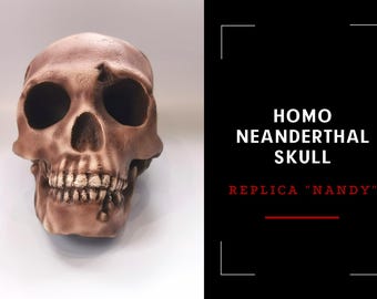 Homo Neanderthal Skull Replica, Prehistoric Fossil Collection, Realistic Hominid Skull