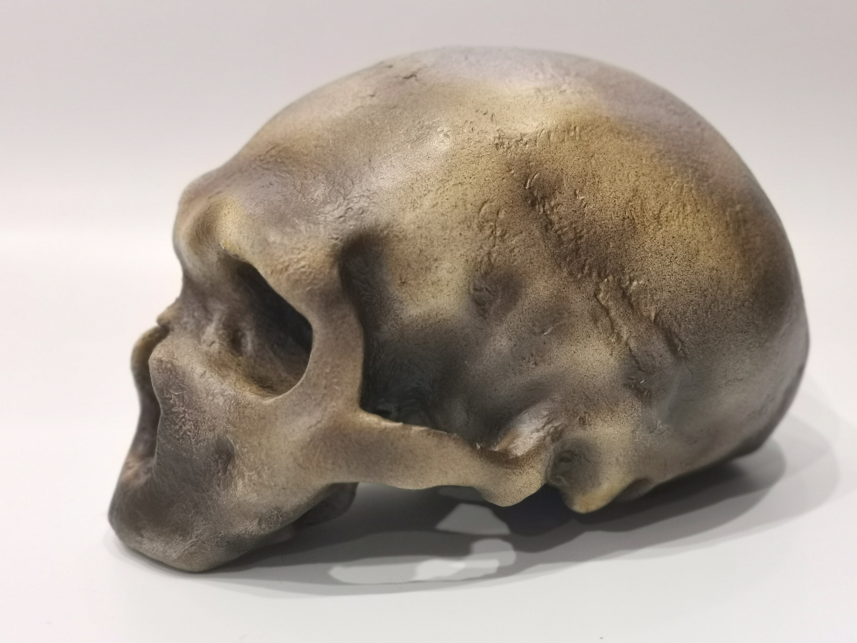 ネアンデルタール人　頭蓋骨　標本　模型　頭蓋骨彫刻 　レア　コレクション ネアンデルタール人頭蓋骨模型 BCBH019｜化石人類模型
