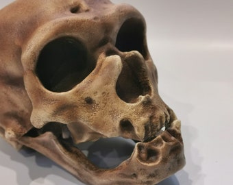 ネアンデルタール人の頭蓋骨（ラ・シャペル・オ・サンのレプリカ