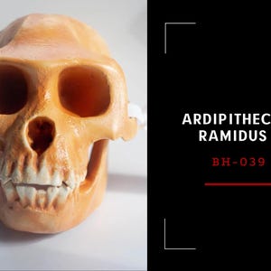 Ardipithecus Ramidus Skull Replica, Prehistoric Fossil Collection, Realistic Hominid Skull, Ardipithecus Ramidus Skull BH-039