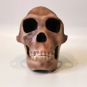 Homo Habilis Skull Replica, Prehistoric Fossil Collection, Realistic Hominid Skull