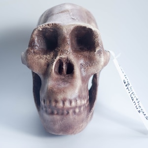 Australopithecus africanus Skull Replica, Prehistoric Fossil Collection, Realistic Hominid Skull, Museum Quality