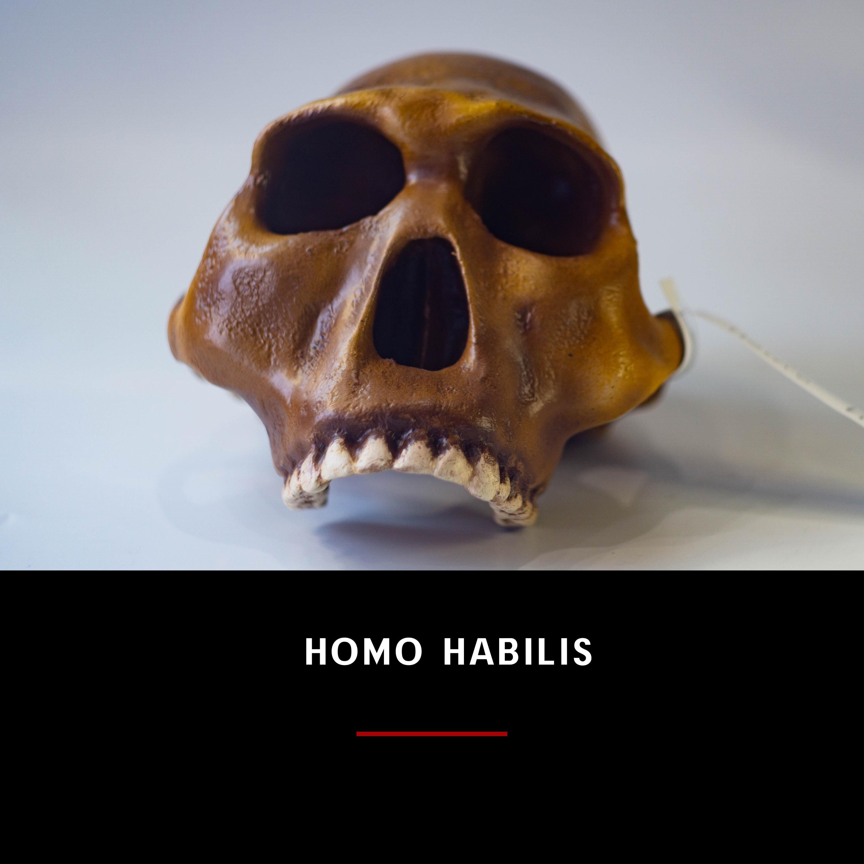 ホモ・ハビリスの頭蓋骨レプリカ、先史時代の化石コレクション、リアル